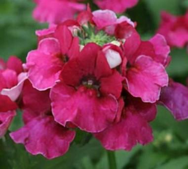 Nemesia Angelart Raspberry