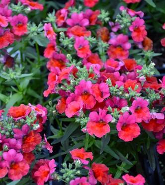 Nemesia Angelart Cherry