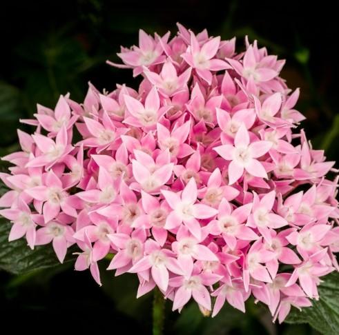 Pentas lanceolata Starcluster™ Pink