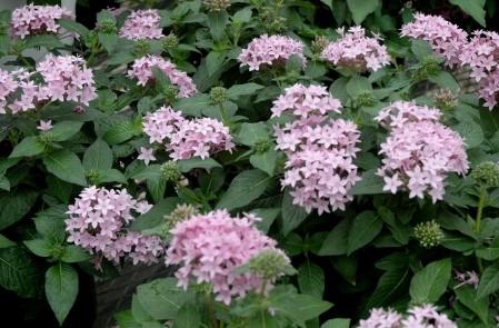 Pentas lanceolata Starcluster™ Lavender