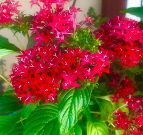 Pentas lanceolata Starcluster™ Red