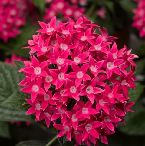 Pentas lanceolata Starcluster™ Rose