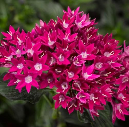 Pentas lanceolata Starcluster™ Violet