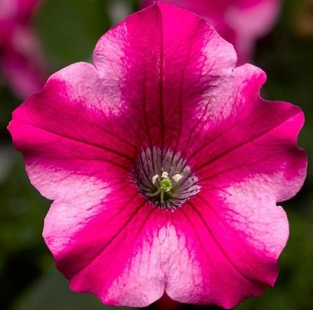 Petunia Sanguna® Star Rose