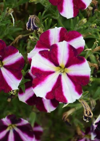 Petunia Fluttering Heart