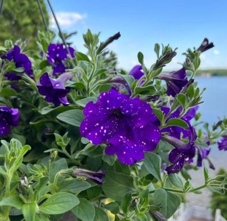 Petunia Night Sky