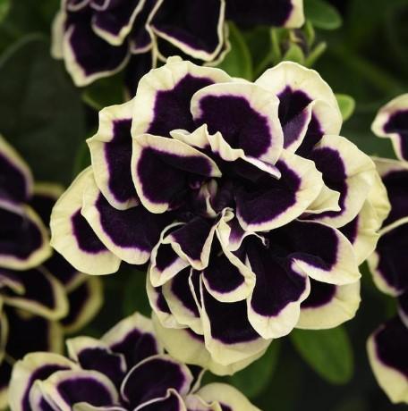 Petunia Midnight Gold