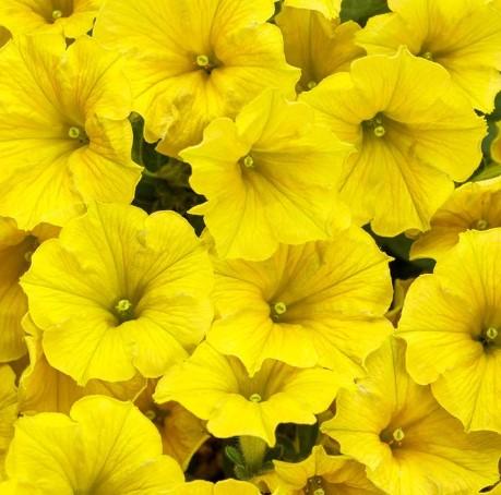 Petunia Supertunia® Mini Vista Yellow