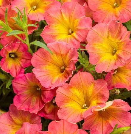 Petunia Supertunia® Persimmon