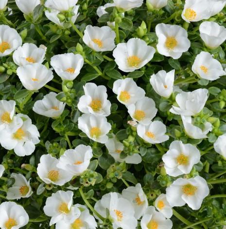 Portulaca oleracea Pazzaz™ White