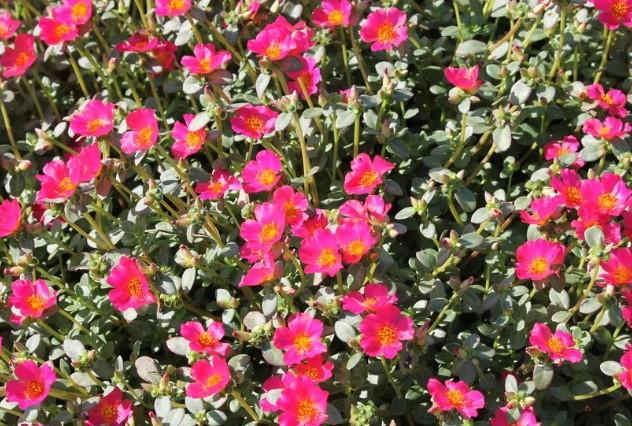 Portulaca oleracea Pazzaz™ Deep Pink