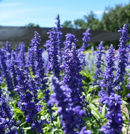 Salvia farinacea Cathedral™ Blue