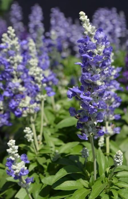 Salvia farinacea Cathedral™ Blue Bicolor