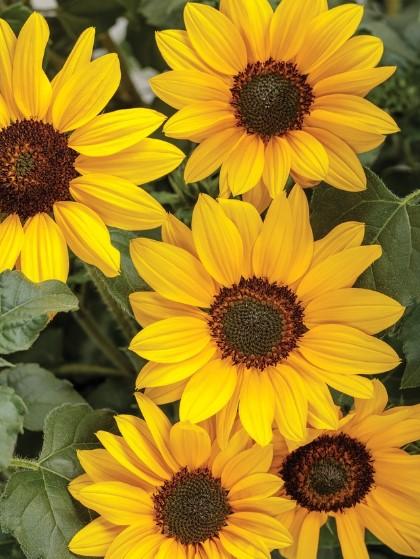 Suncredible Sunflower Yellow 