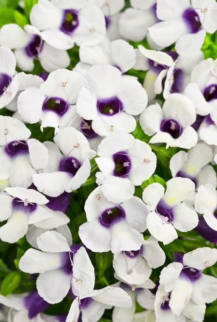 Torenia Catalina® Grape-o-licious