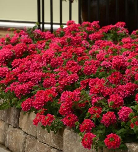 Verbena peruviana EnduraScape™ Hot Pink