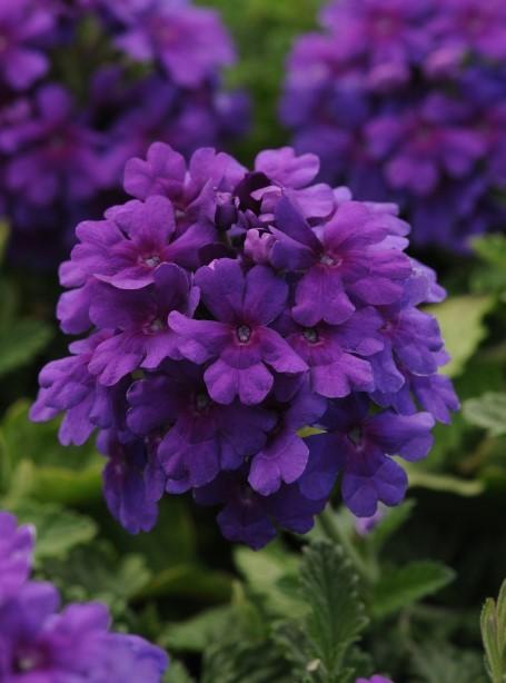 Verbena peruviana EnduraScape™ Dark Purple