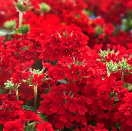 Verbena peruviana EnduraScape™ Red