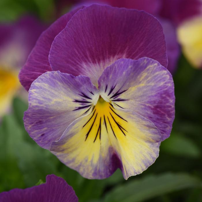 Viola x wittrockiana Cool Wave® Raspberry Swirl