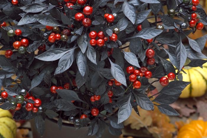 Capsicum annuum Onyx Red