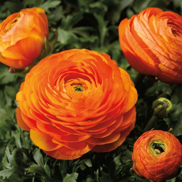 Ranunculus asiaticus Mache™ Orange