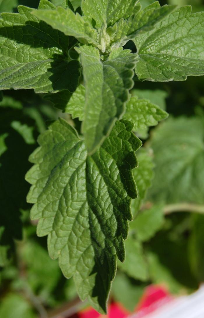 Nepeta cataria 