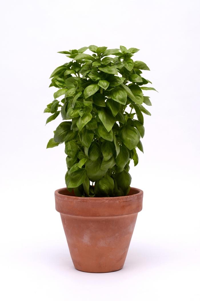 Ocimum basilicum Genovese Basil