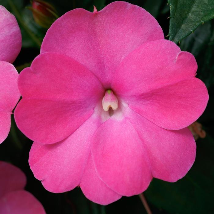 Impatiens SunPatiens® Compact Hot Pink