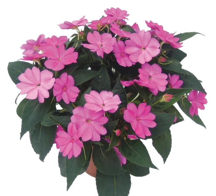 Impatiens SunPatiens® Compact Lilac