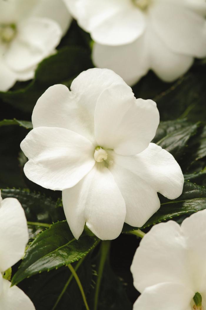 Impatiens hawkeri Celebration 