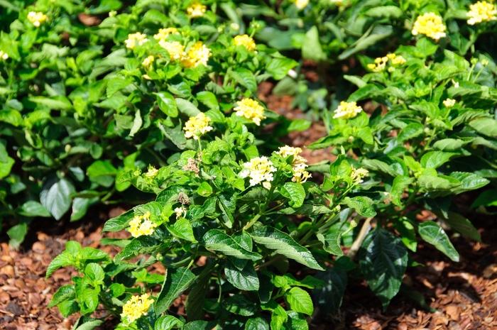 Lantana camara Luscious® Bananarama™