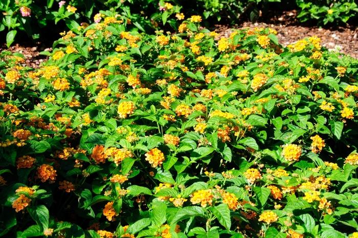 Lantana camara Little Lucky™ Orange