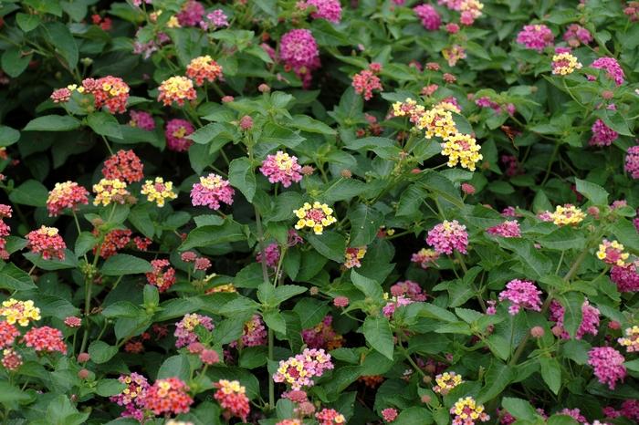 Lantana camara Landmark™ Rose Glow