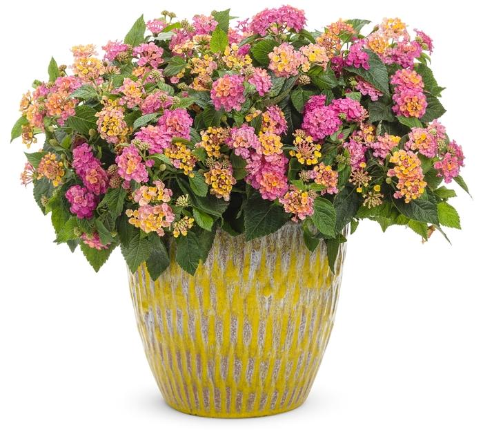 Lantana camara Luscious® Royale Cosmo