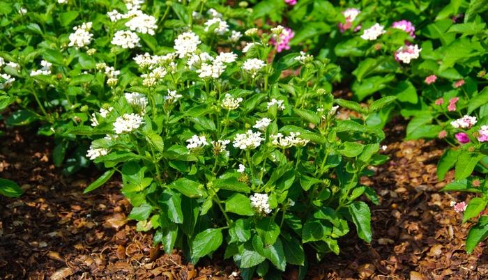 Lantana camara Luscious® Royale Pina Colada