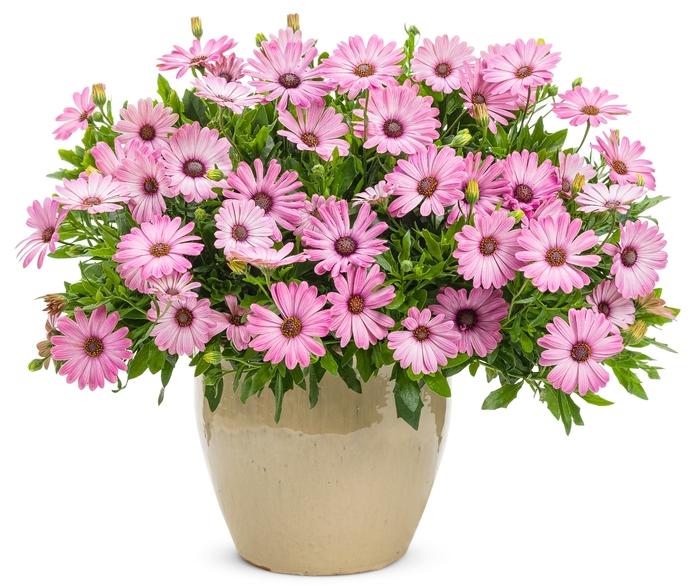 Osteospermum Bright Lights™ Pink