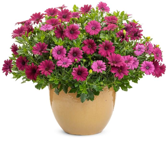 Osteospermum Bright Lights™ Purple