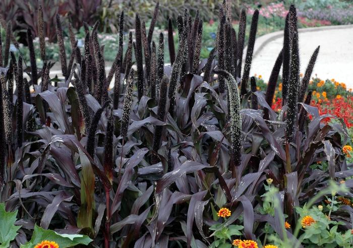 Pennisetum glaucum Purple Majesty