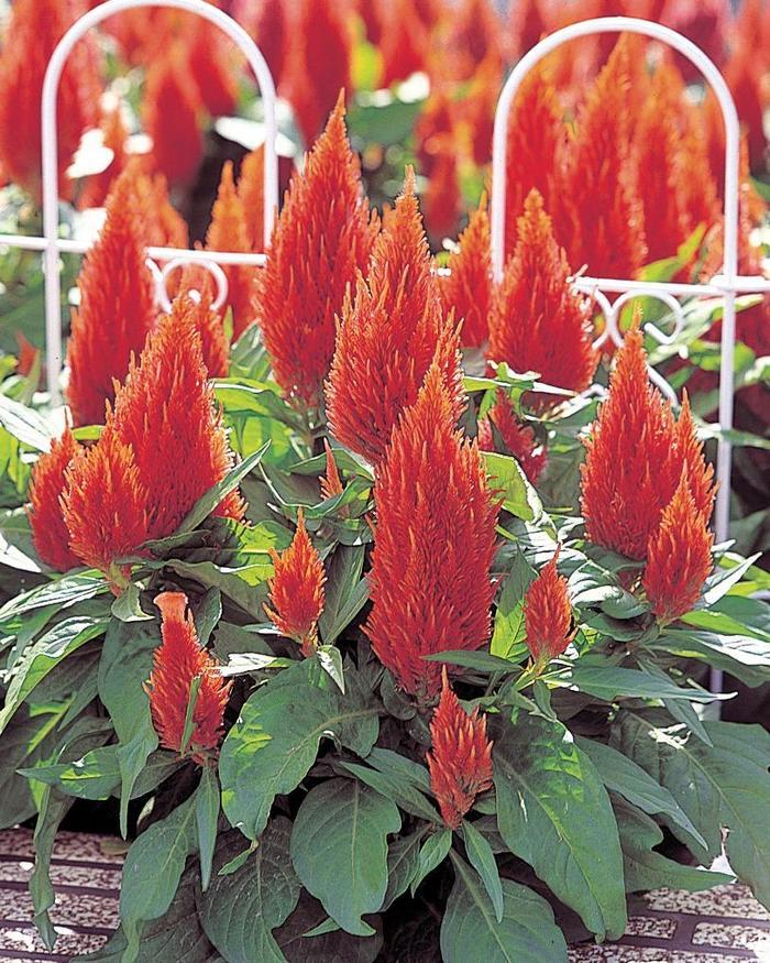 Celosia argentea Castle Orange