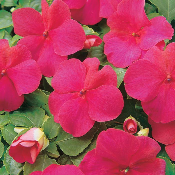 Impatiens walleriana Super Elfin® Lipstick