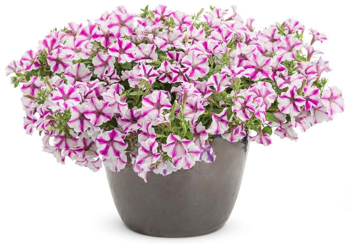 Petunia Supertunia® Lovie Dovie™