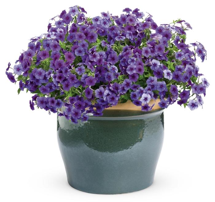 Phlox Intensia® Blueberry