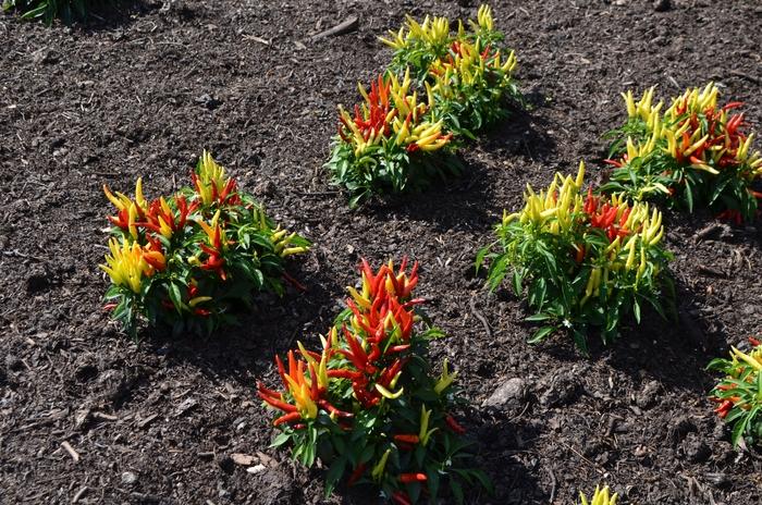 Capsicum annuum Chilly Chili