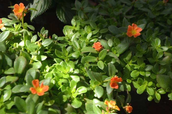 Portulaca oleracea Pazzaz™ Tangerine