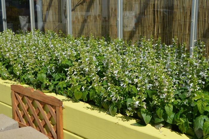 Salvia coccinea Summer Jewel™ White