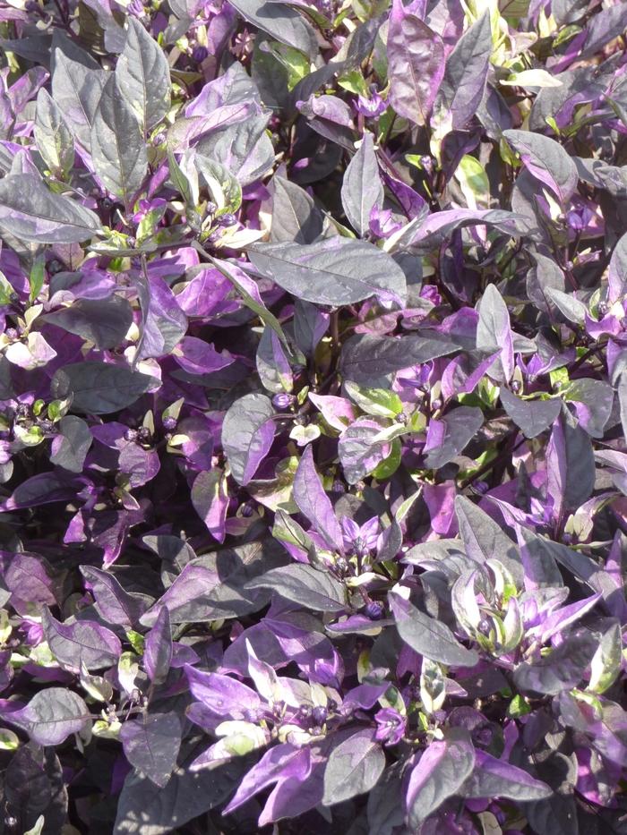 Capsicum annuum Purple Flash