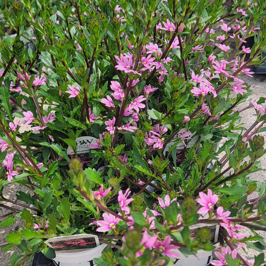 Scaevola aemula Whirlwind® Pink