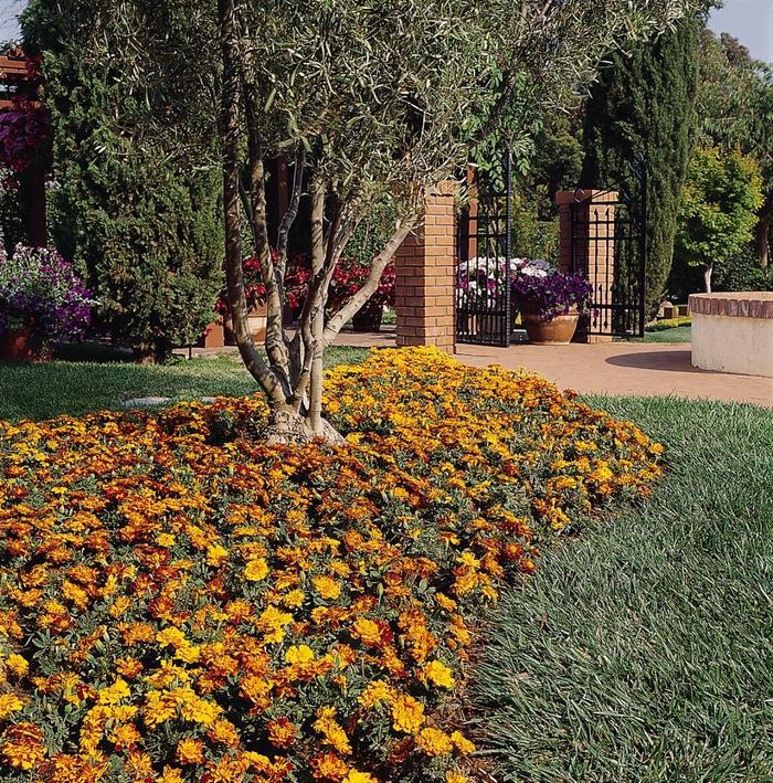 Tagetes patula Durango® Bolero