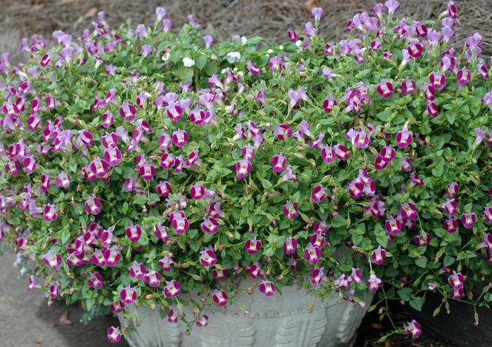 Torenia Catalina® Pink