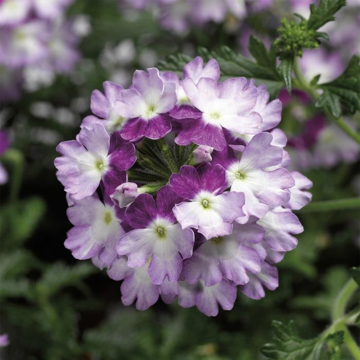 Verbena Lanai® Twister™ Purple 